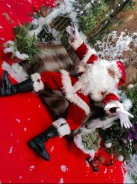 Bruno Pere Noël