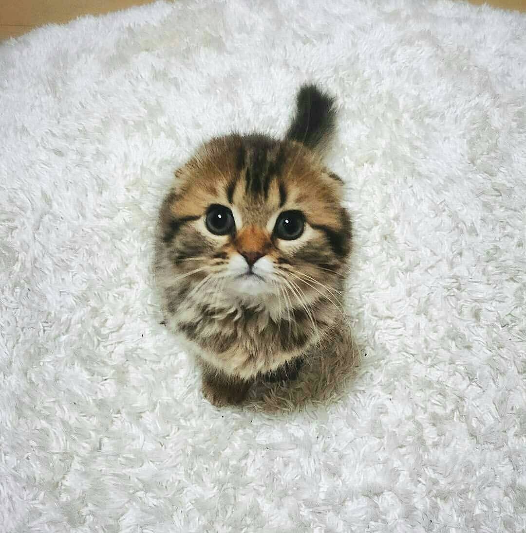 Présentateur Animalier